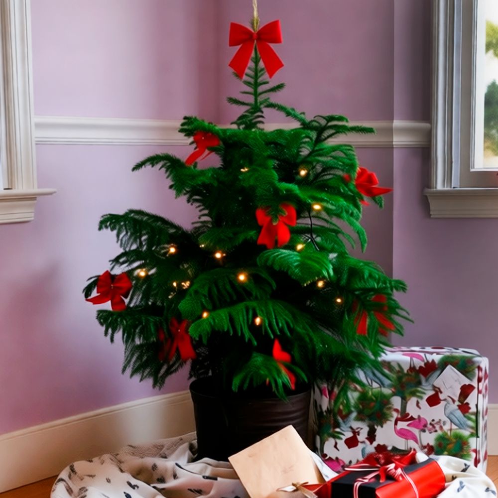 Араукария на новый год